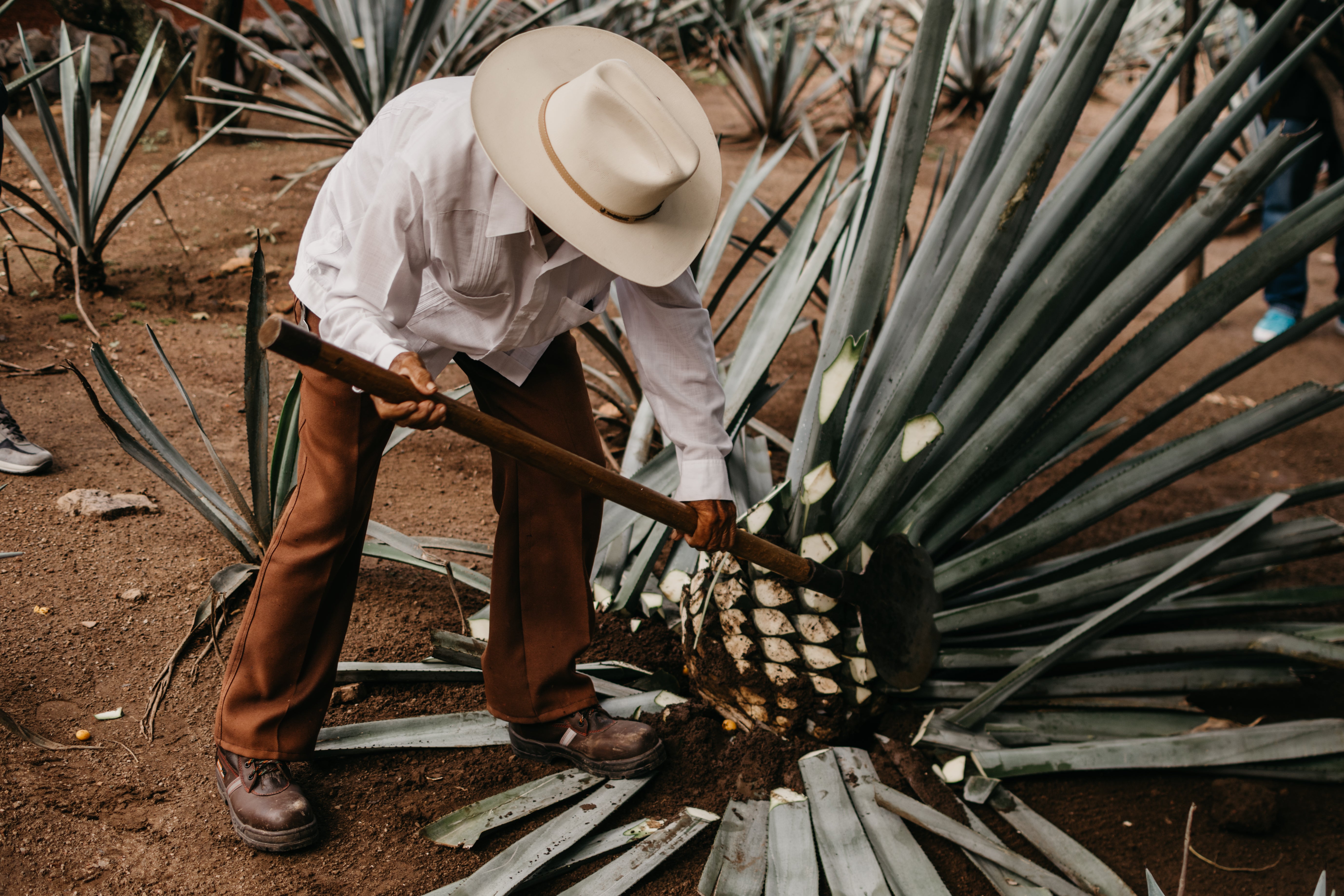 Eleven years in the making – each agave is harvested at its peak for maximum flavour