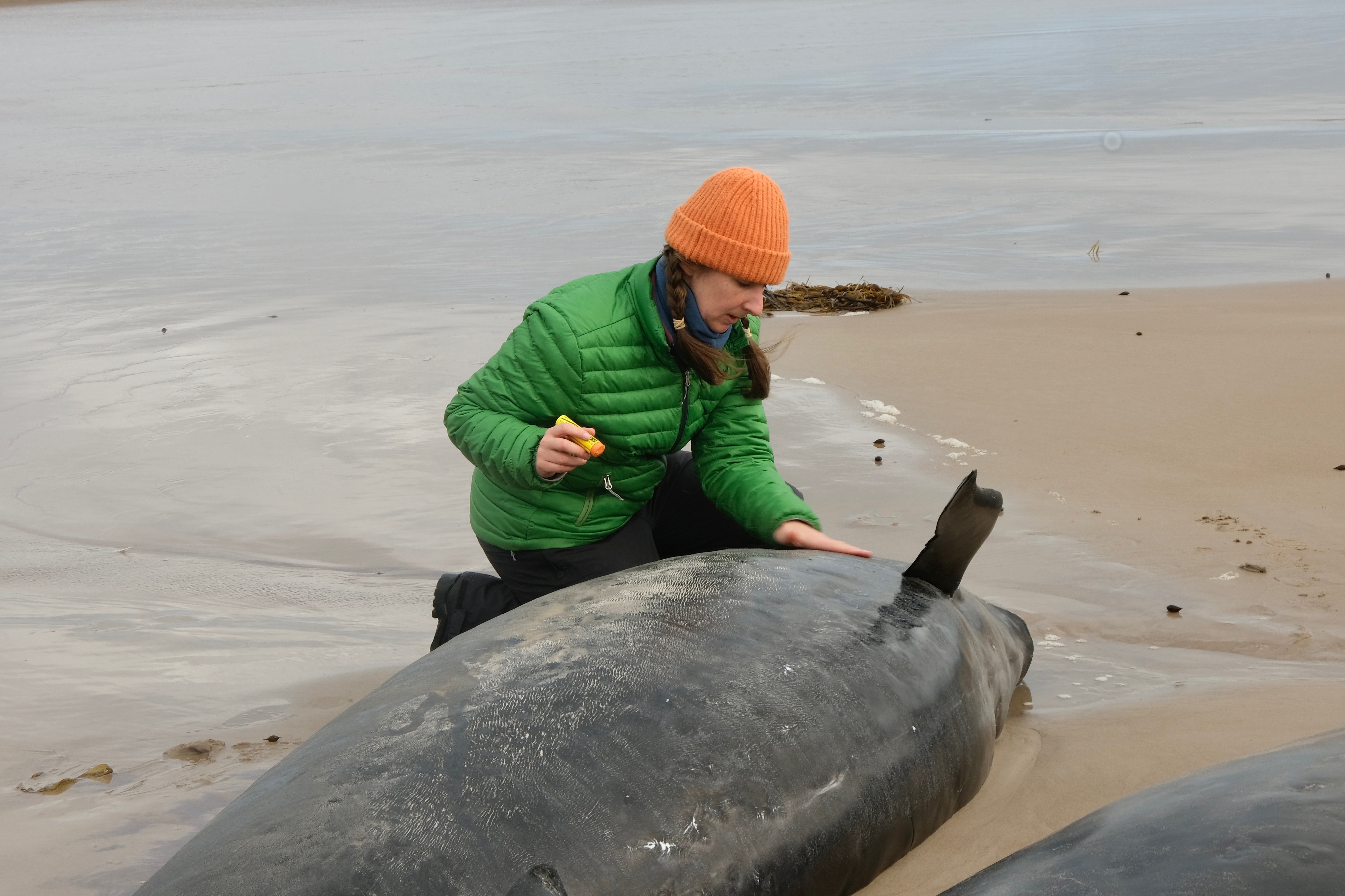 Wildlife rescue workers work to save surviving whales