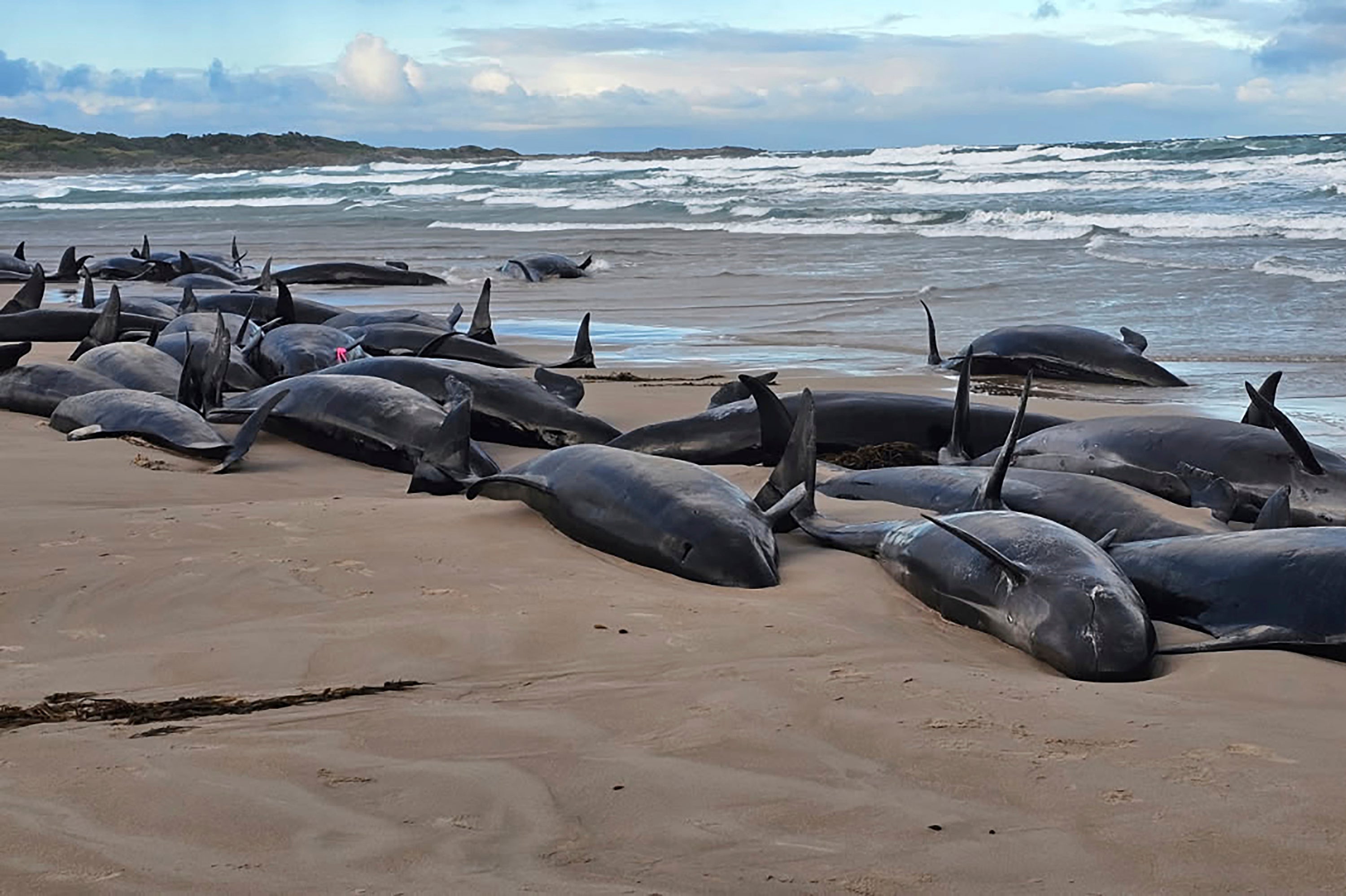 Officials said the carcasses of any dead whales may be left alone