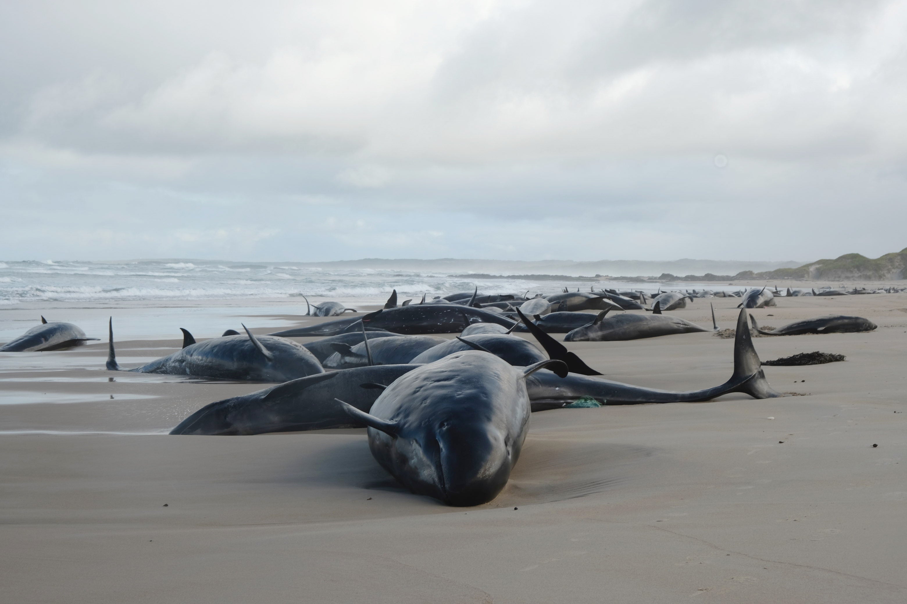 The whales are stranded on a remote beach