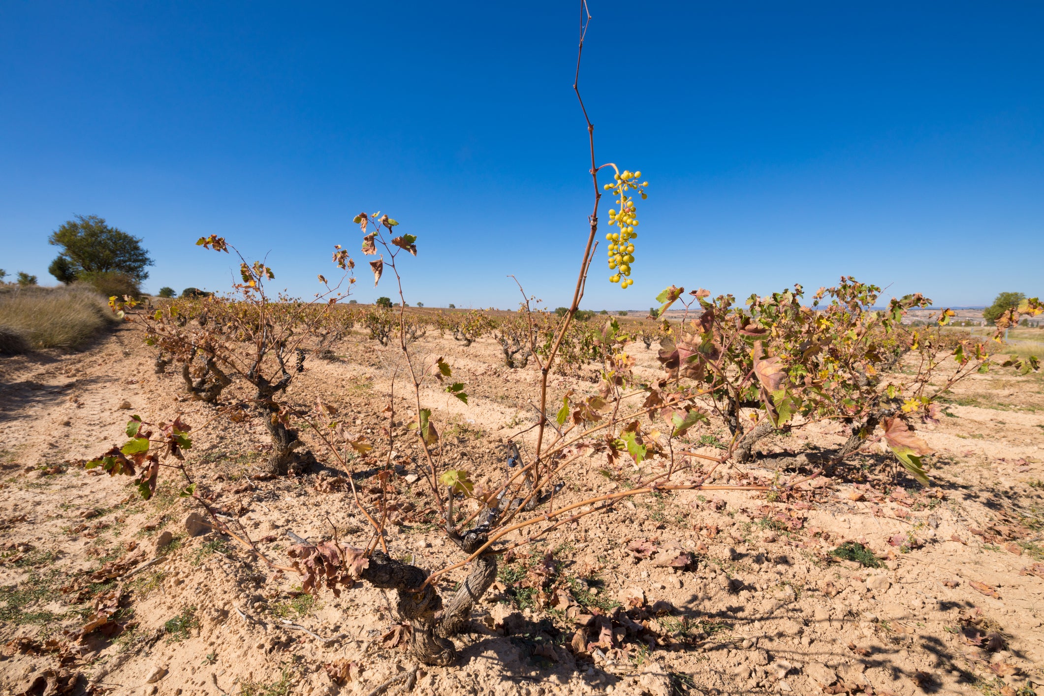 Grape production has plummeted globally due to unpredictable and extreme weather