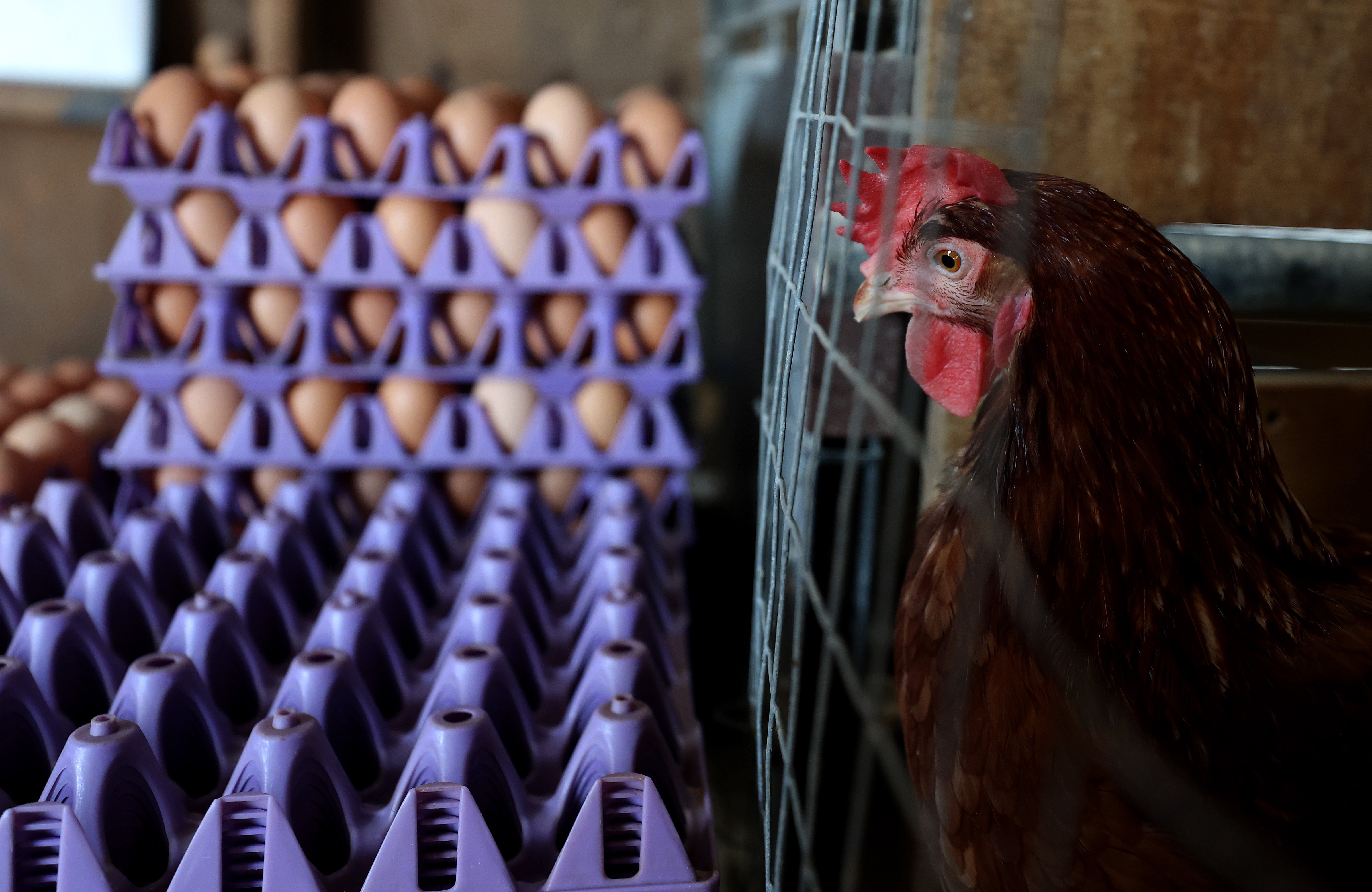 Groups of bipartisan senators are writing to newly-confirmed Agriculture Secretary Brooke Rollins in an attempt to fast track the nation’s response to bird flu outbreaks tied to a nationwide egg shortage. They said that a ‘new urgency’ is required