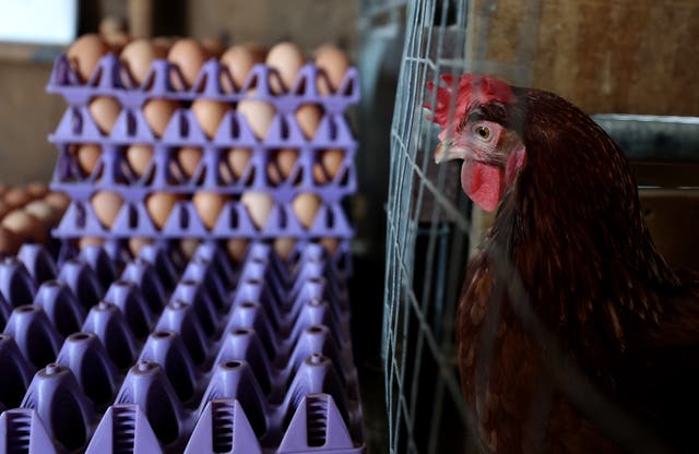 <p>Groups of bipartisan senators are writing to newly-confirmed Agriculture Secretary Brooke Rollins in an attempt to fast track the nation’s response to bird flu outbreaks tied to a nationwide egg shortage. They said that a ‘new urgency’ is required</p>