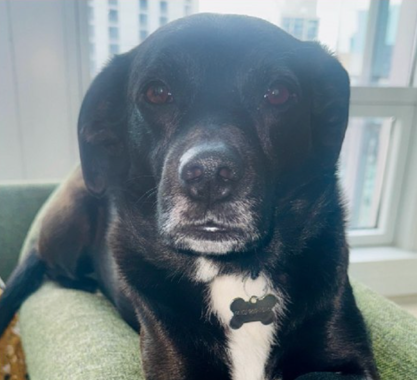 Minnie, a seven-and-a-half-year-old black Labrador cross, was caught on camera breaking out of the PUPS Pet Club in the South Loop area of Chicago on February 16