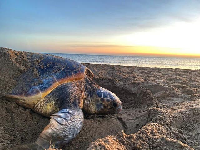 <p>New research shows how sea turtles near Cyprus are nesting earlier to respond to rising temperatures due to the human-caused climate change. Elevated temperatures can cook their embryos before they hatch</p>