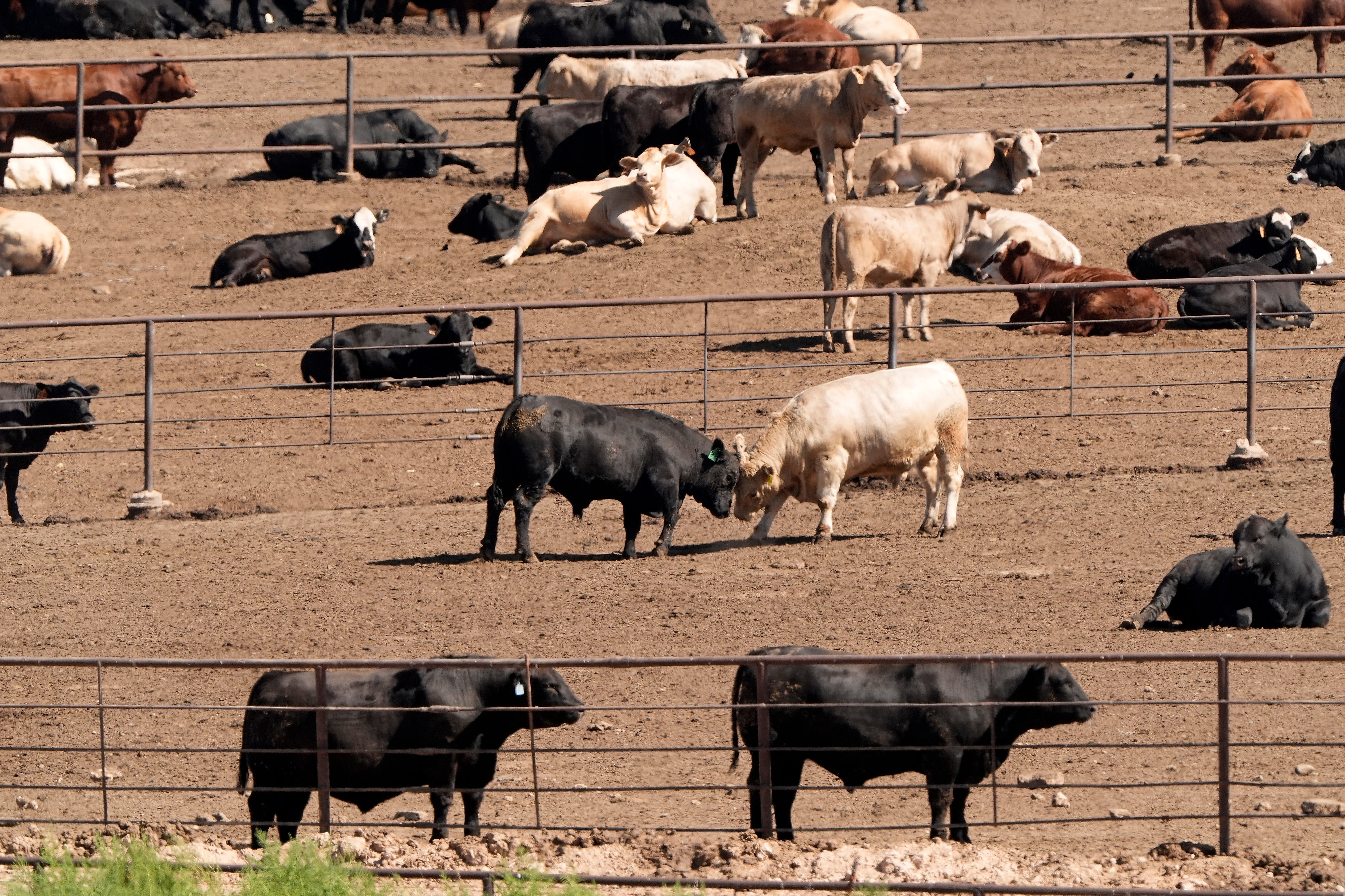 Nebraska Cultivated Meat