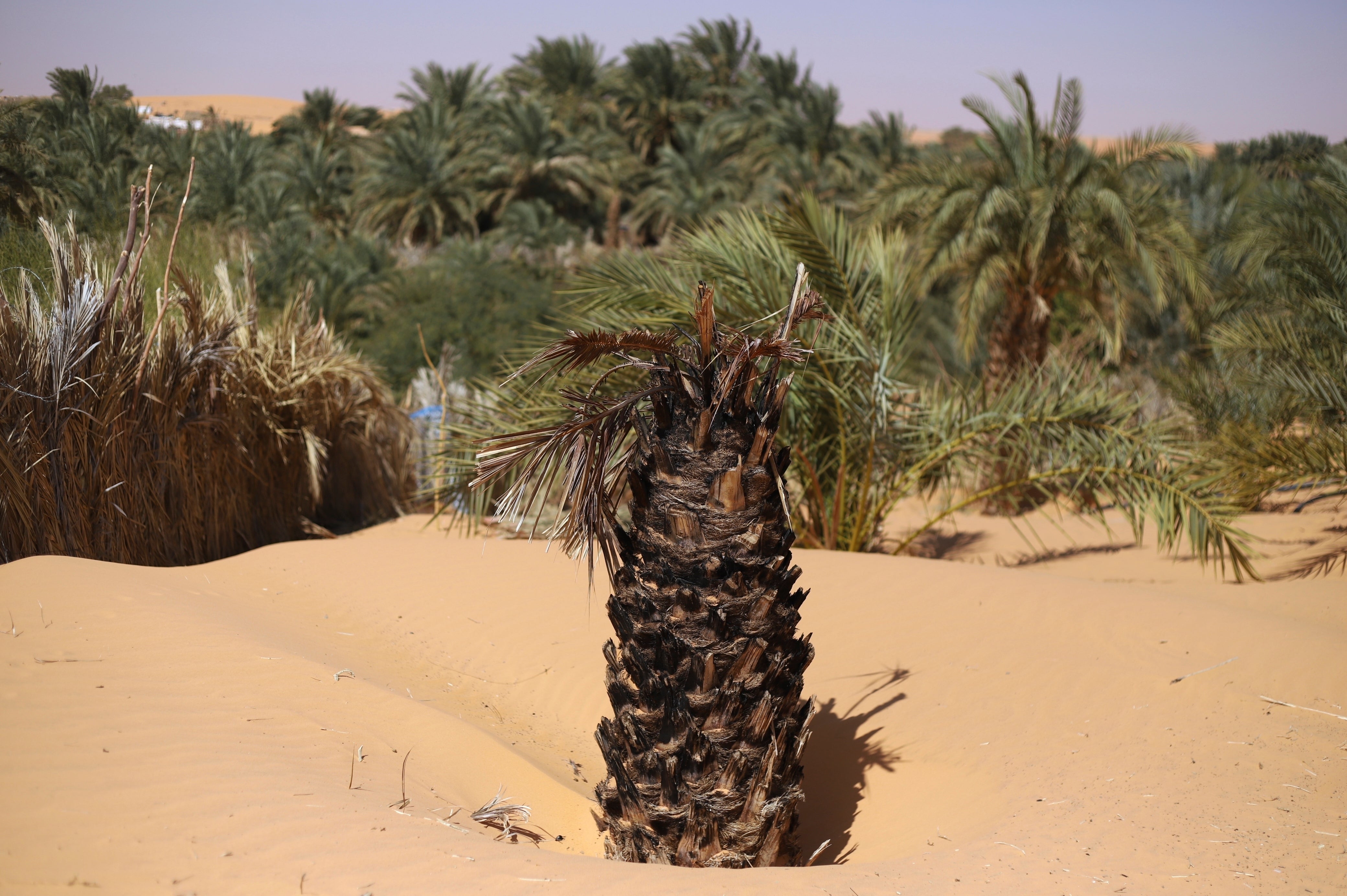 A dead palm tree trunk sits submerged in sand in Chinguetti, Mauritania on Feb. 4, 2025