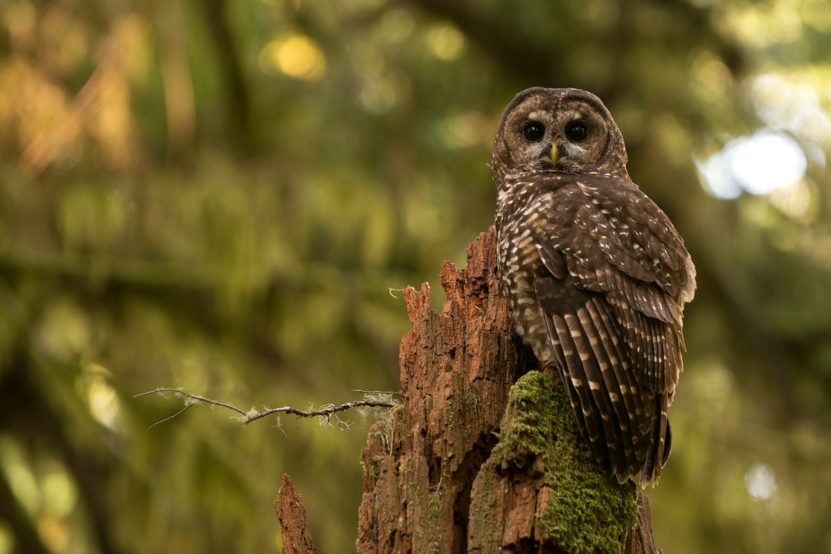 Trump’s hiring freeze could push an owl toward extinction, environmental group warns