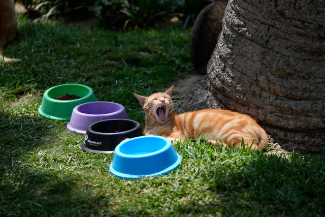 APTOPIX PERÚ-GATOS