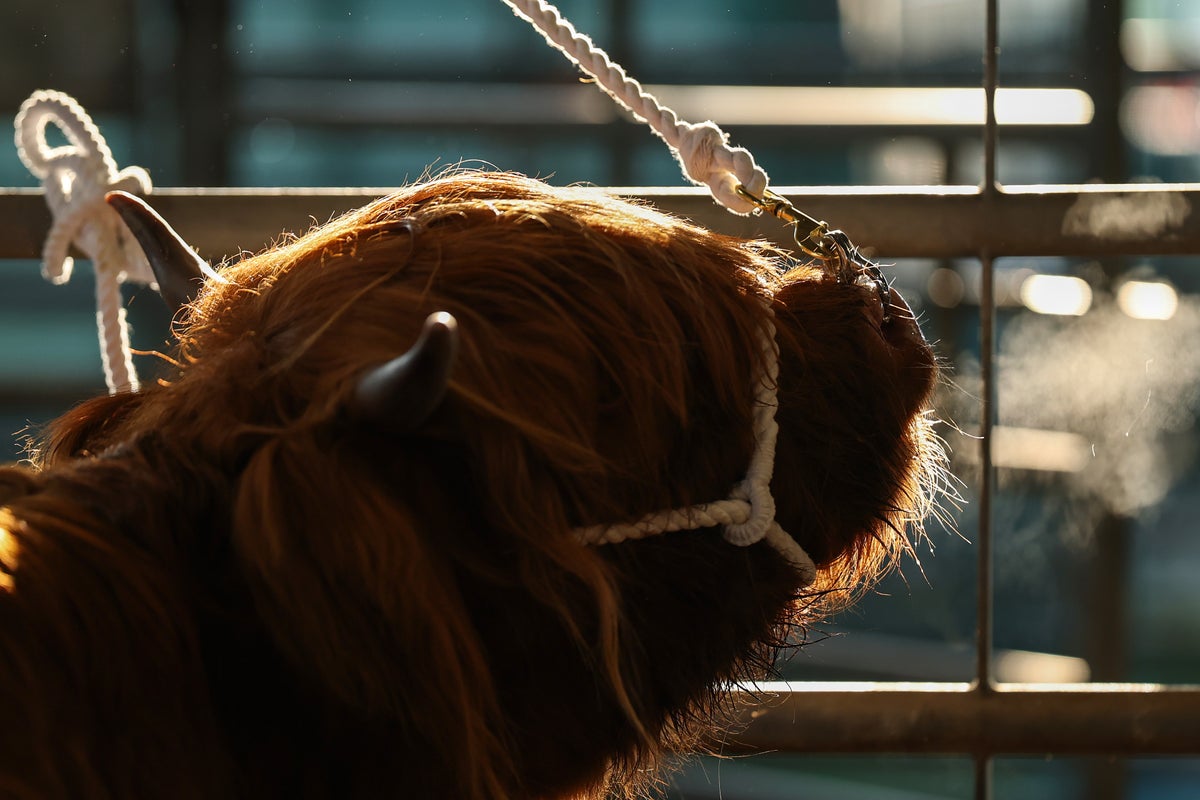 Escaped Scottish Highland bull becomes minor celebrity in rural hill country
