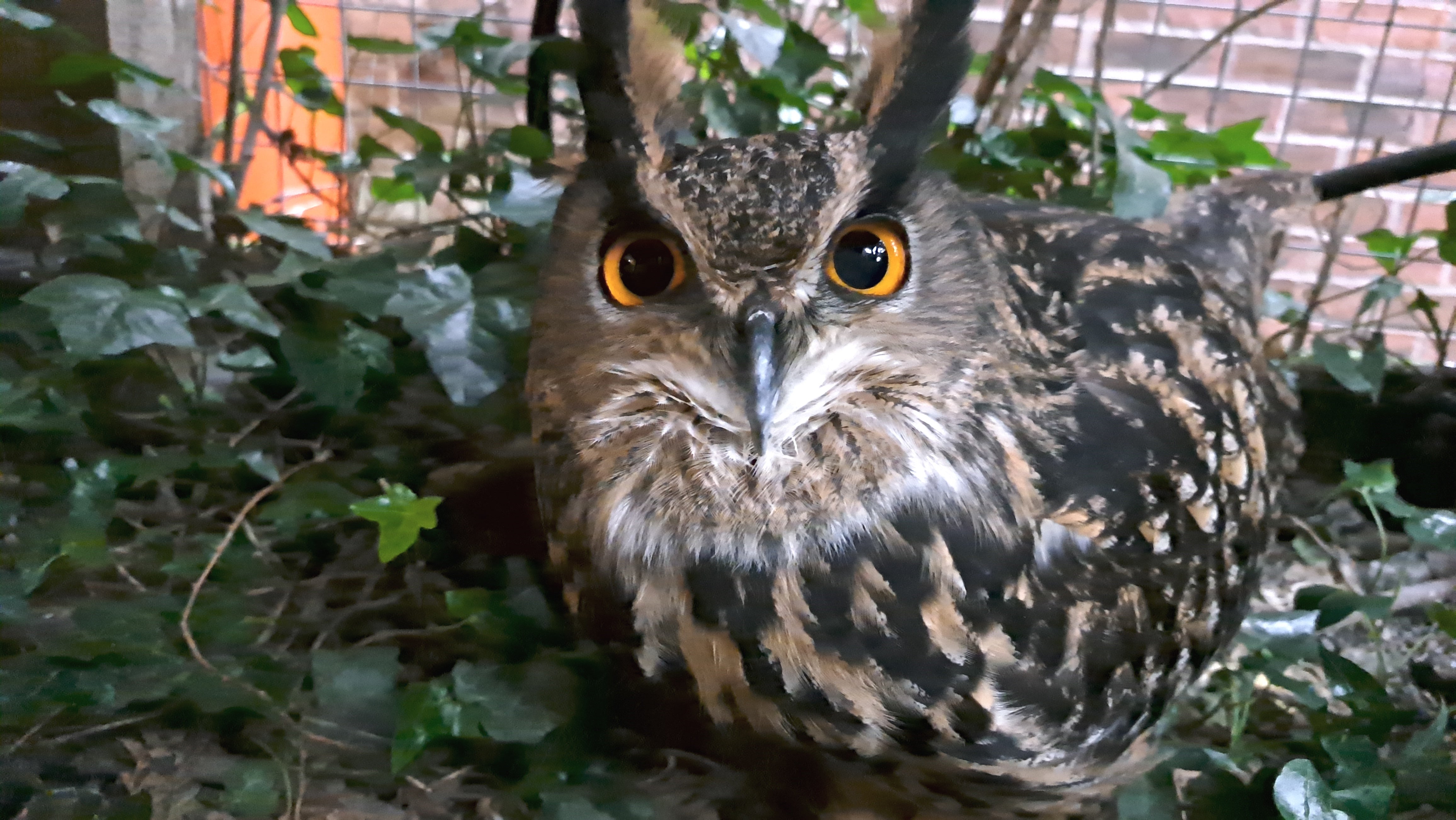 <p>The only female is engaged, monogamy being an owl undertaking/ That cannot be snatched from the claws of his Eurasian rival</p>