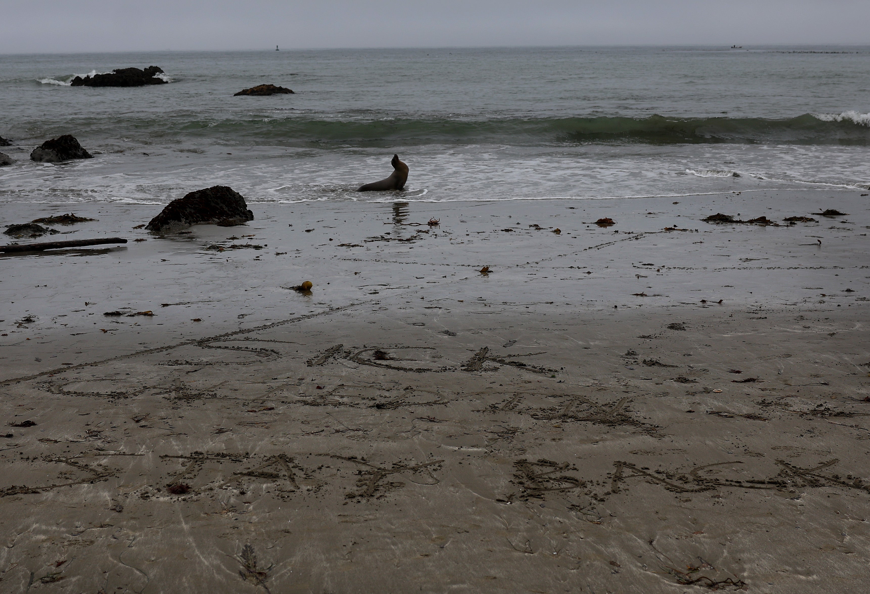 A sick sea lion sits on a California beach in 2024. Domoic acid toxicity can impact their heart and brain, experts say