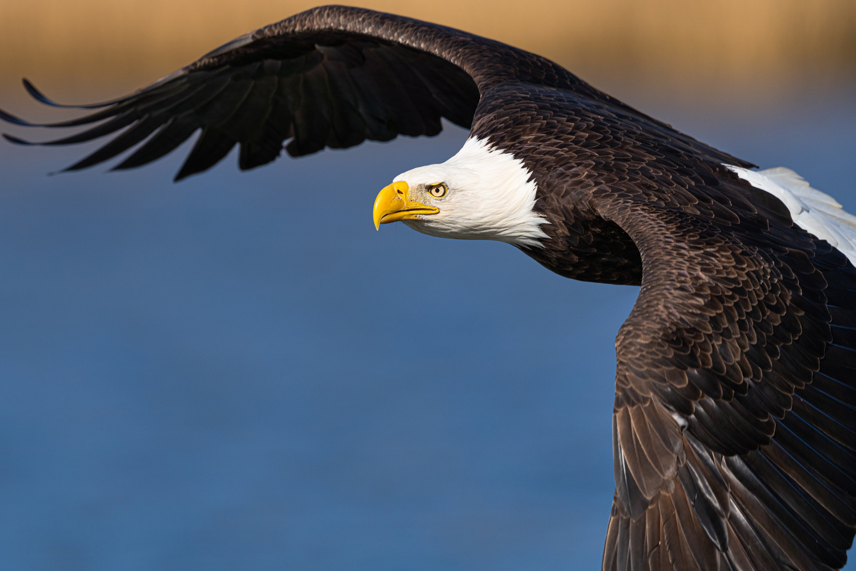 Bald eagle on the lookout for fish to catch