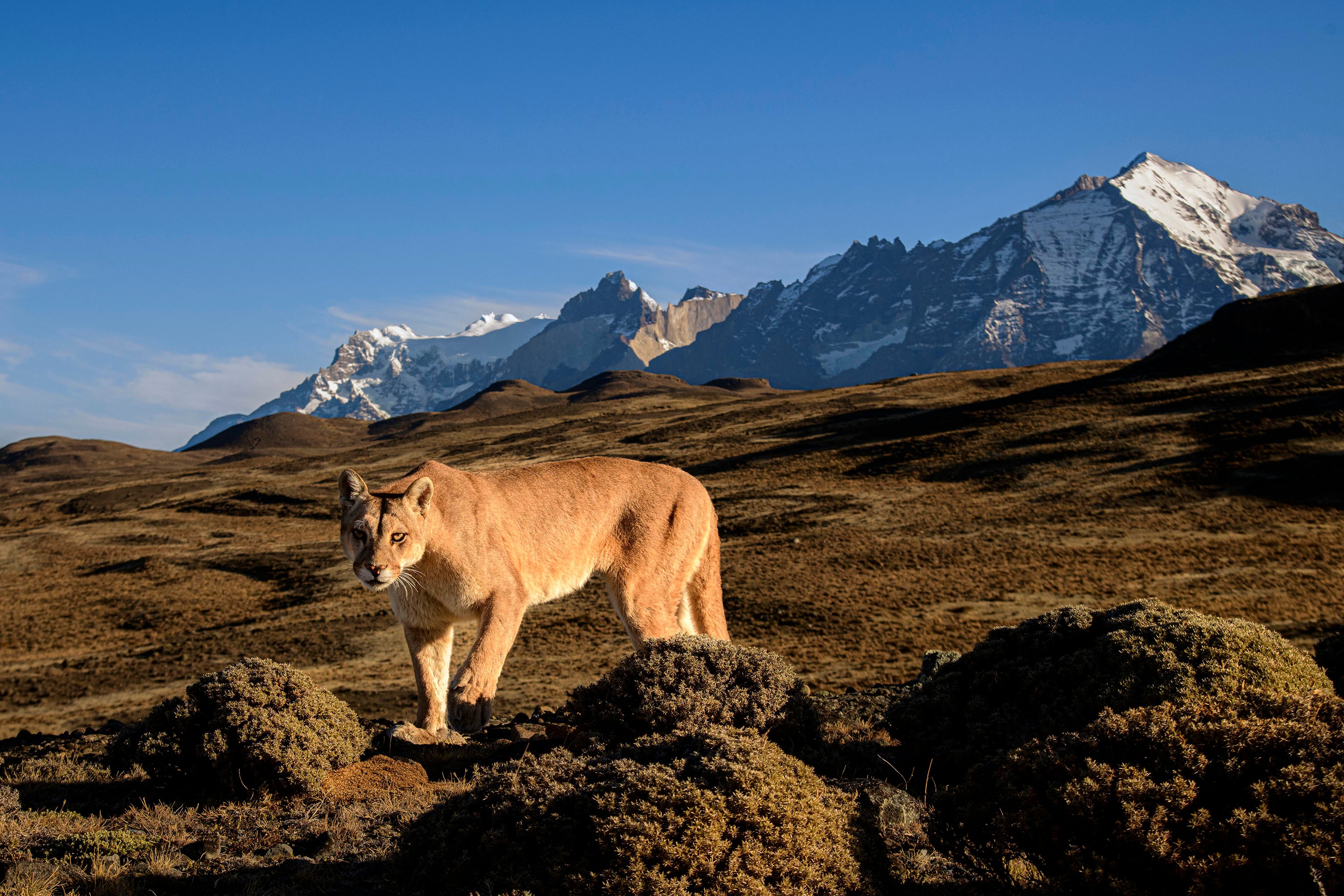 A Patagonian puma