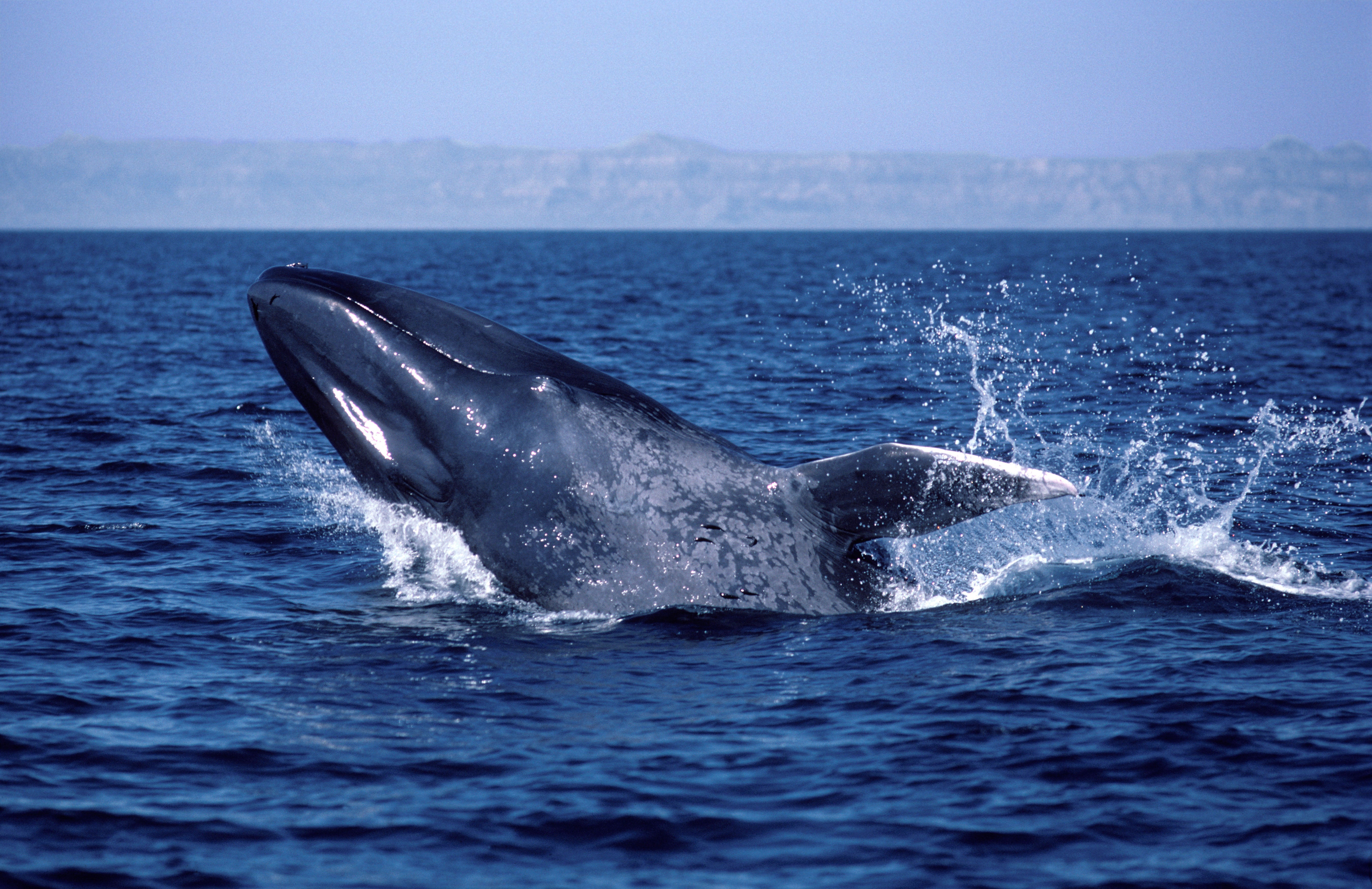 Blue whales have gone silent. Why that has scientists worried about Earth’s biggest animals ... and the ocean A breaching blue whale. Blue whale songs off the coast of California have reportedly dropped by approximately 40 percent as their primary food source - krill – have become more scarce as a result of rising ocean temperatures