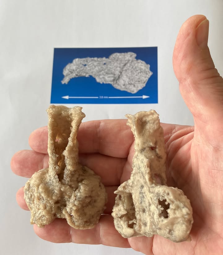 3D printouts of the Palaeospondylus australis holotype, enlarged x20