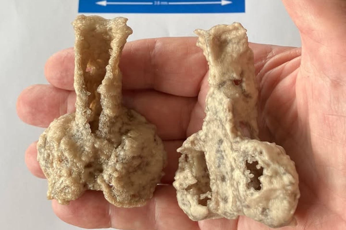 Fóssil do Palaeospondylus