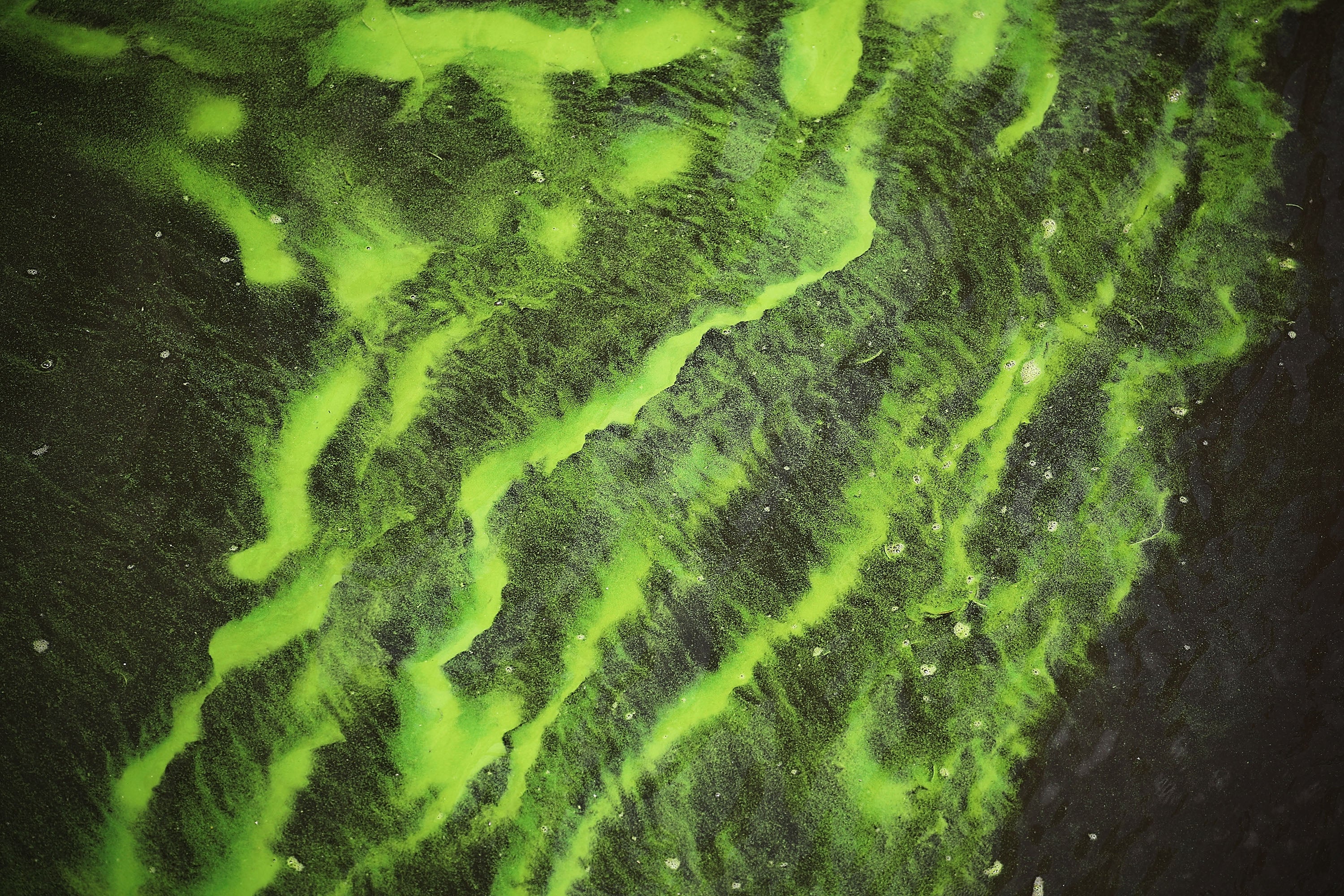 Algal blooms consume oxygen from underwater plants and block out sunlight. When the algae eventually dies, the oxygen in the water is consumed, making it impossible for aquatic life to survive