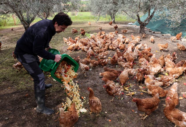 <p>Organic farmer Nicolas Netien feeds retired farm hens with scraps of leftover food at a farm, where hens are used to fertilise and mow olive groves in a pilot project, which has boosted crop yields and helped combat disease</p>