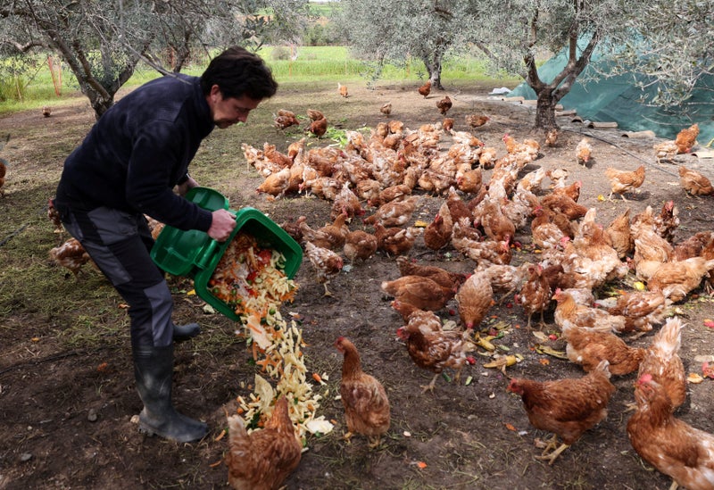 Why hens have become an unlikely ally in restoring olive groves