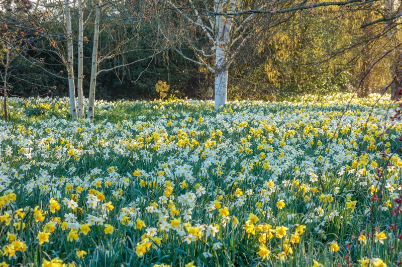 Gardens to visit for the best displays of spring bulbs