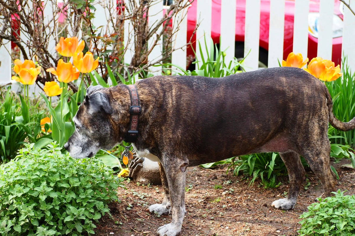 They dig, they pee, they trample. How to garden when you love both dogs and plants