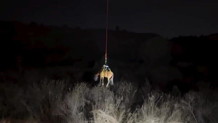 <p>Horse rescued by helicopter after getting trapped down embankment while exploring new home.</p>