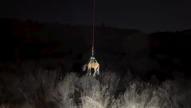 <p>Horse rescued by helicopter after getting trapped down embankment while exploring new home.</p>