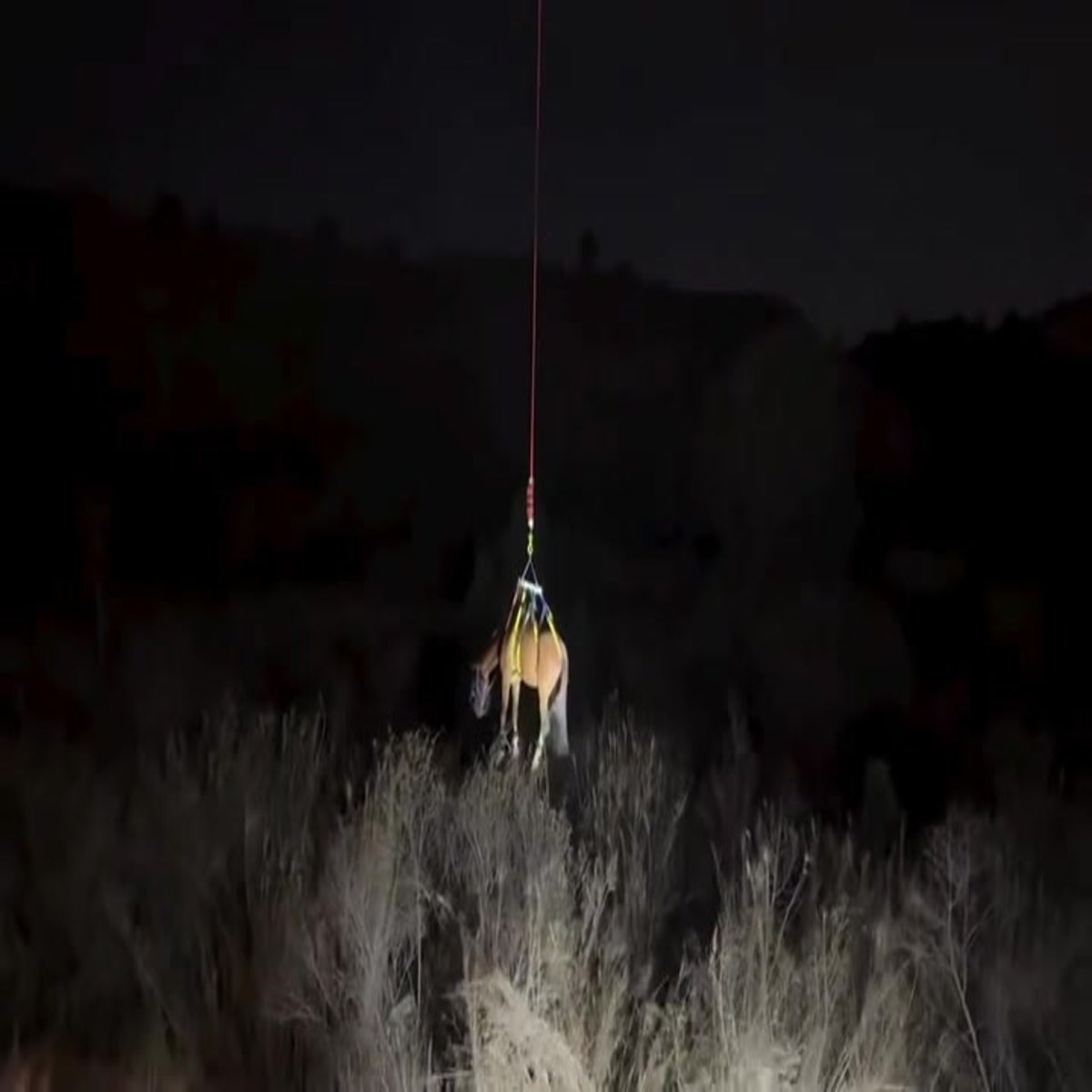 Horse Rescue Naples Florida Horse Rescued By Helicopter After Getting