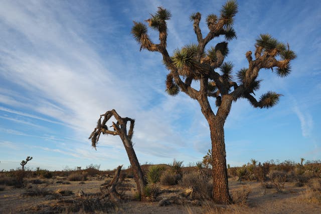 <p>Six years ago, a government shutdown under the first Trump administration resulted in devastating impacts to California’s Joshua Tree National Park. Now, park experts say that recent cuts to National Park Service staff could result in similar damage </p>