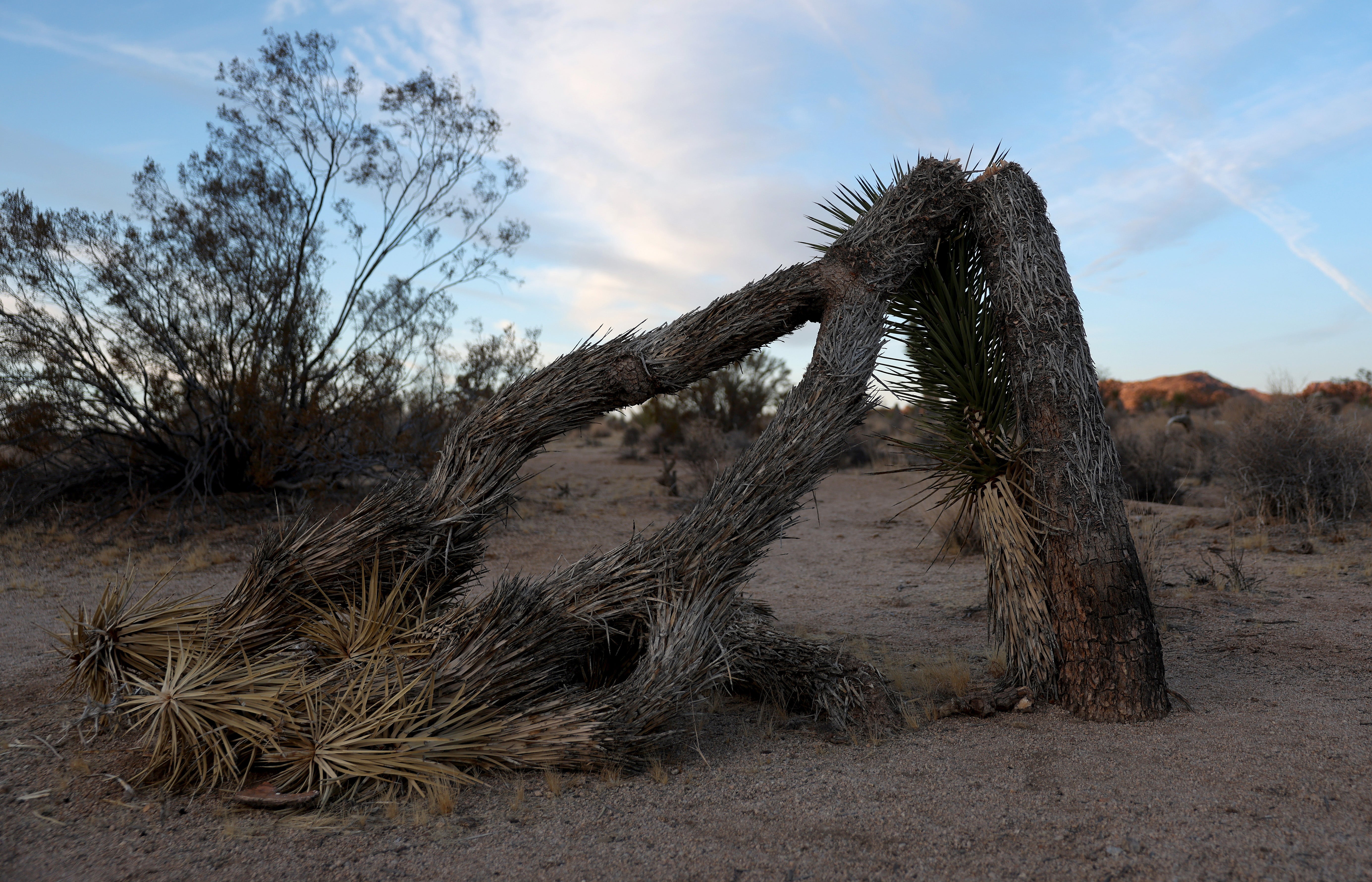 Six years ago, a government shutdown under the first Trump administration resulted in devastating impacts to California’s Joshua Tree National Park. Now, park experts say that recent cuts to National Park Service staff could result in similar damage