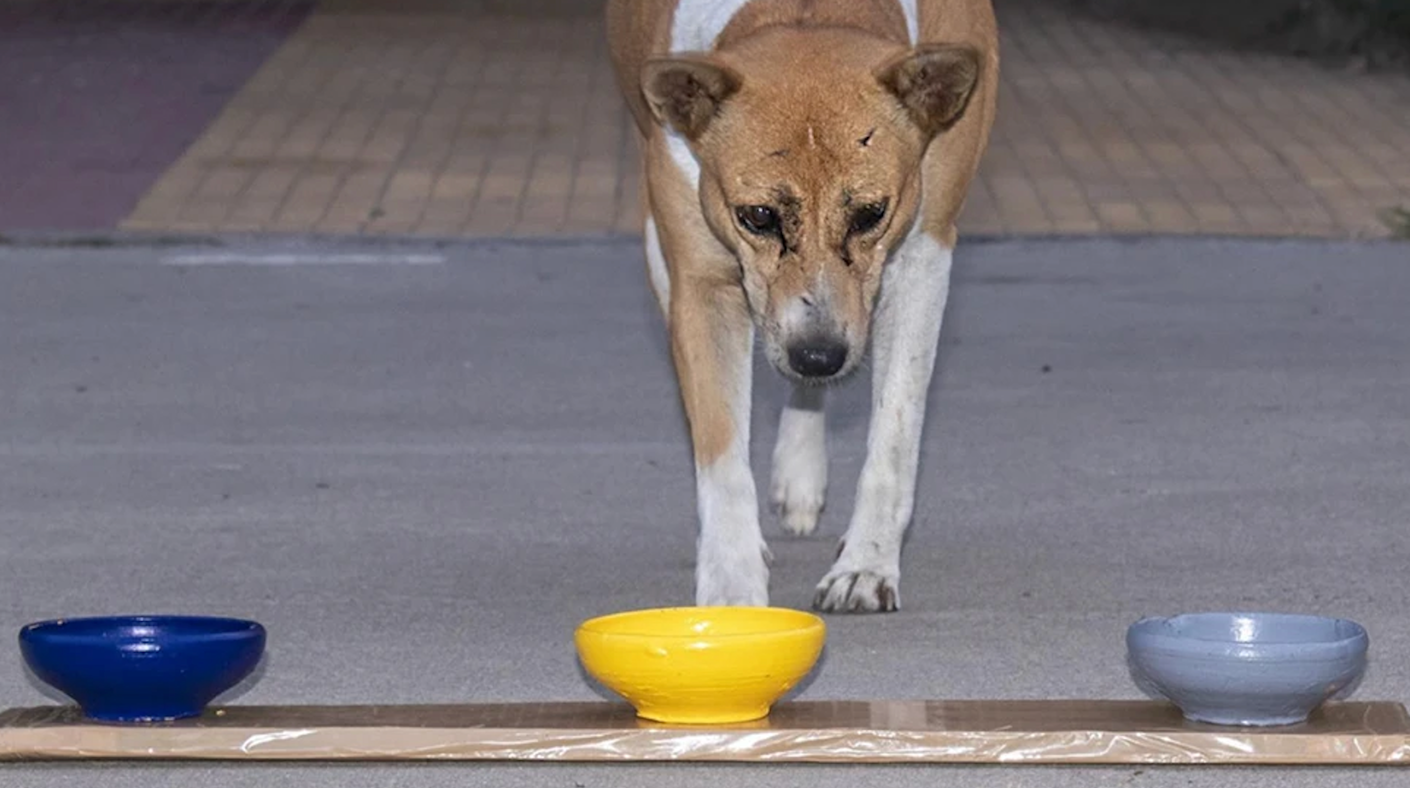 Dog approaching coloured bowls in experiment