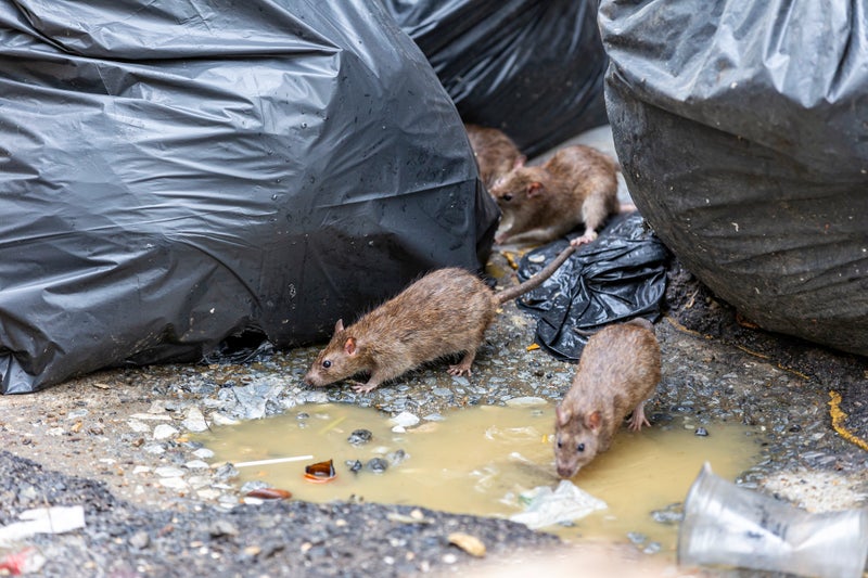 Birmingham plagued by rats ‘the size of cats’ as bin strike and HS2 blamed