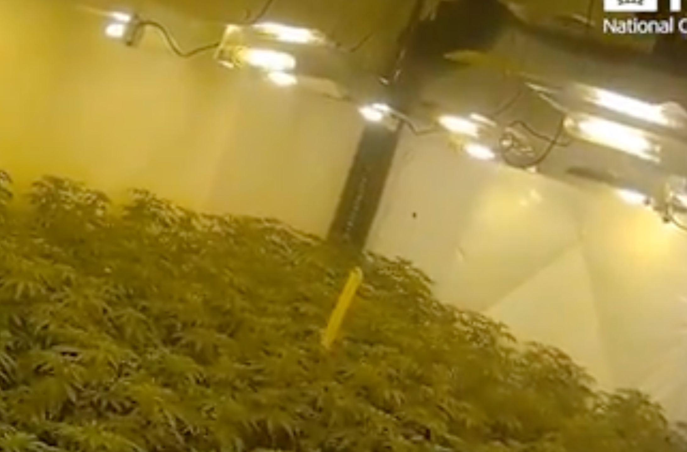 <p>Cannabis farm raided</p>