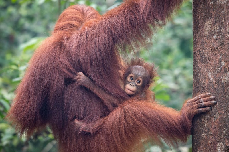 7 extraordinary parents from the animal kingdom – and what we can learn from them