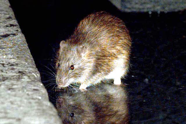 <p>Birmingham City Council brought in a £24 charge for rat control visits last year, which has been dubbed the ‘rat tax’ </p>