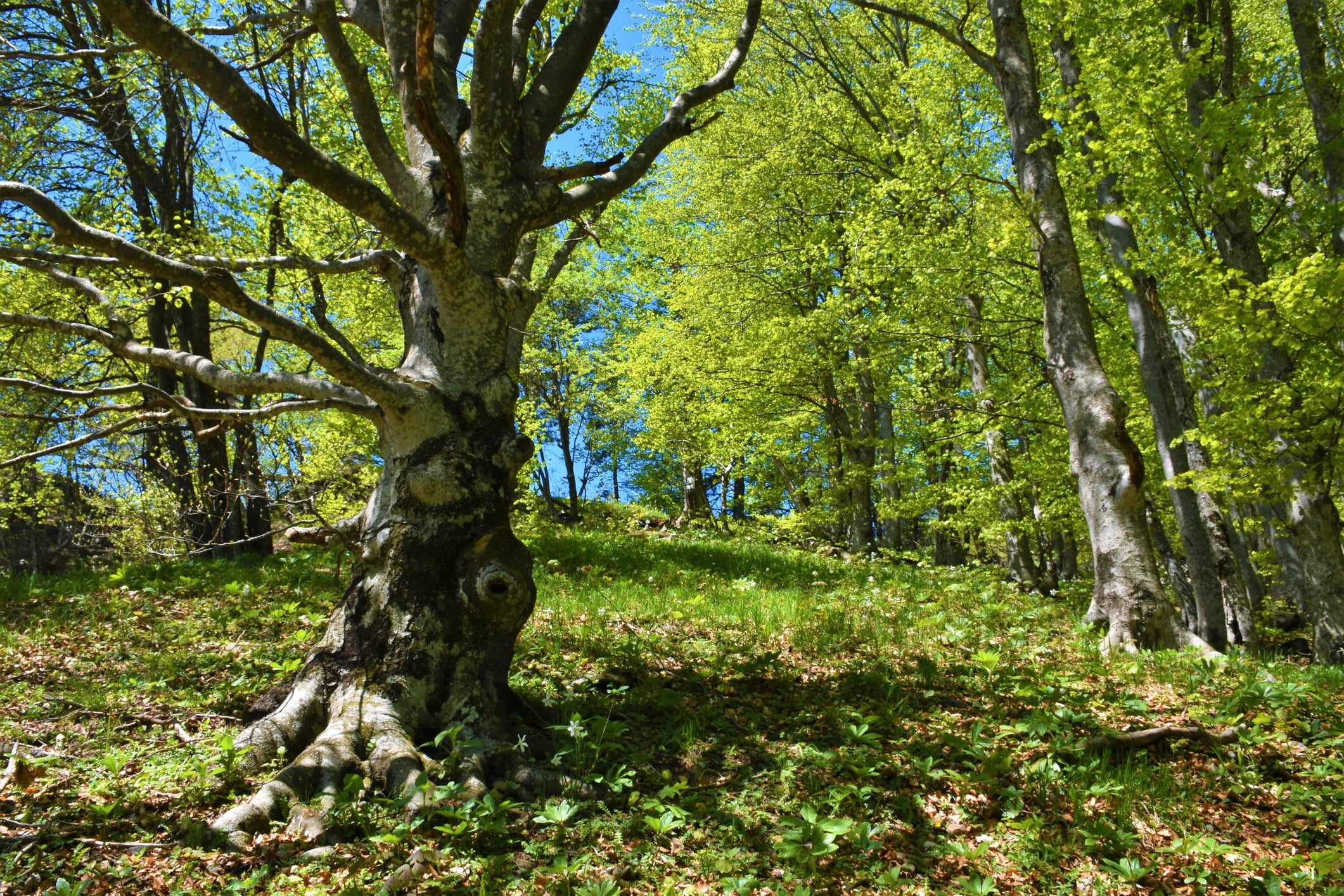 Krokar Forest has hiking trails around the Unesco-protected trees