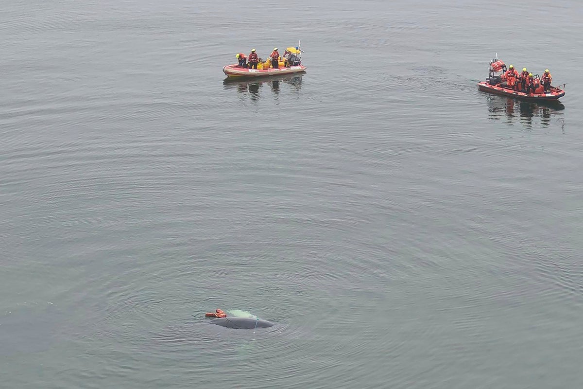 A whale caught in fishing nets has been freed off Poland's Baltic coast