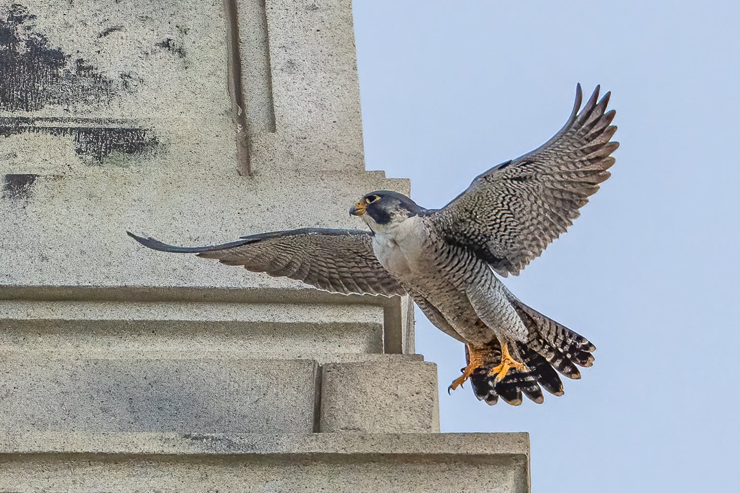 Peregrine falcon Archie became Annie’s mate in January of last year. The pair haven’t been seen since since early this January. Now, experts are concerned that bird flu might be involved in their disappearing act