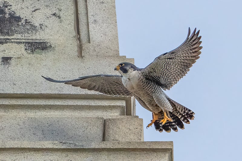 Berkeley’s famous falcons are missing. Bird flu may be to blame