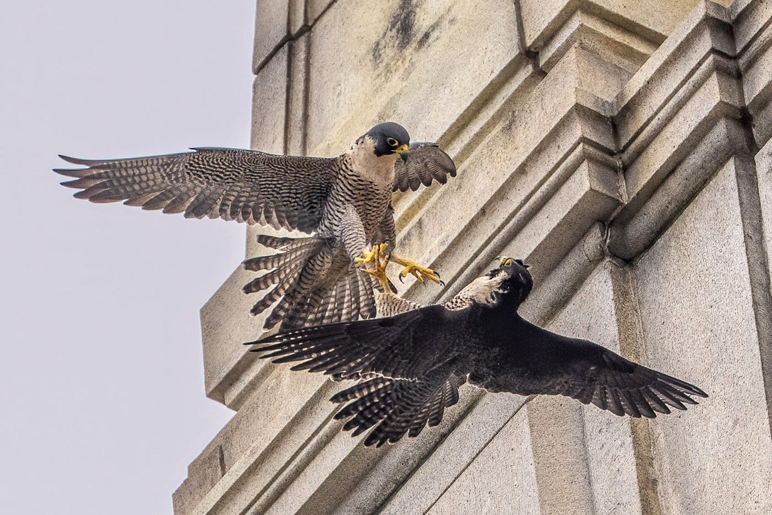 Annie luta com um intruso perto da torre do Campanile da UC Berkeley. O cientista e o grupo voluntário Cal Falcons disse que os predadores podem ser um fator em seu desaparecimento