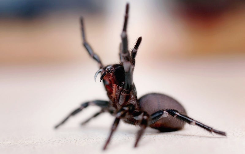 Why is an Australian zoo asking public to donate deadly spiders?