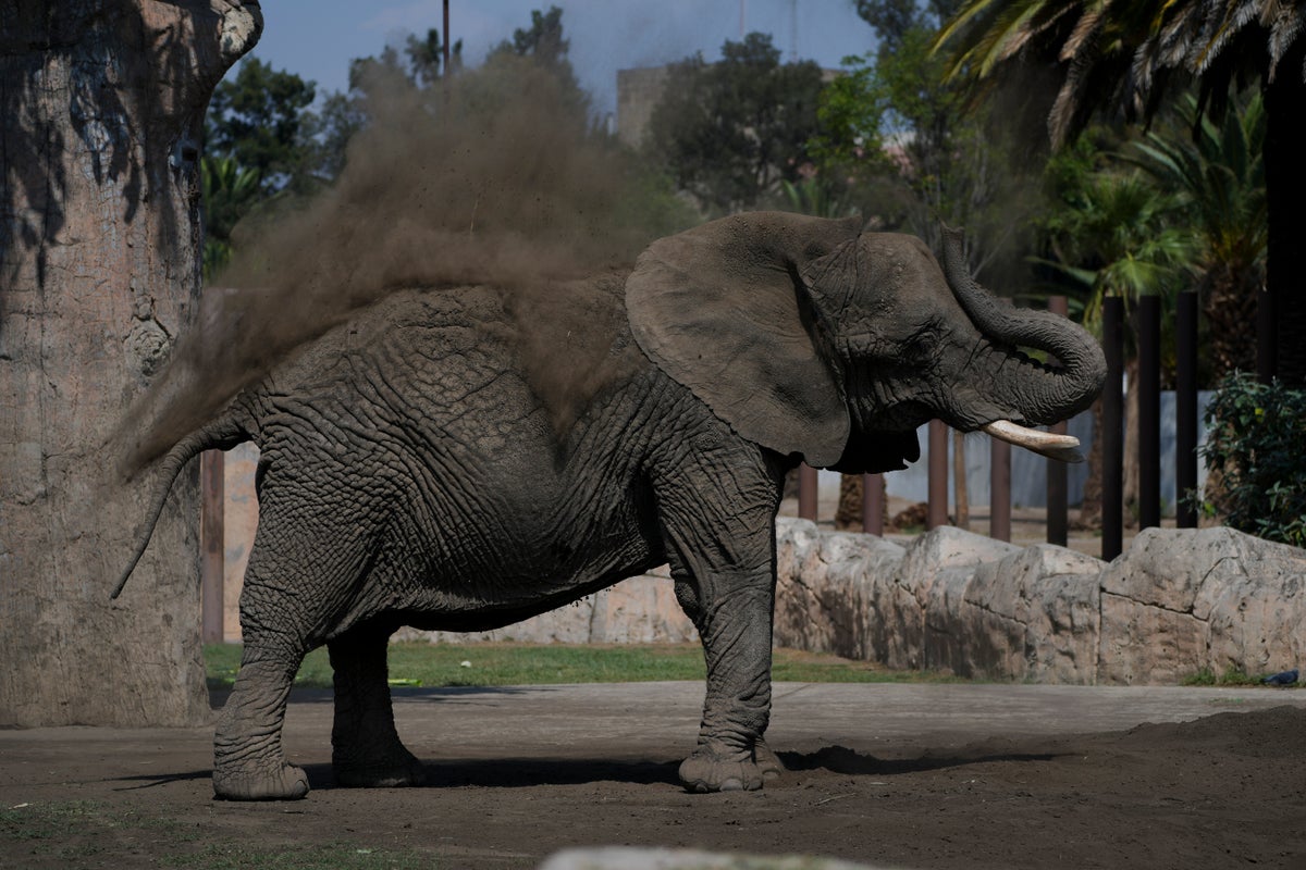 Mexico's Supreme Court orders a zoo to improve conditions for Ely the elephant