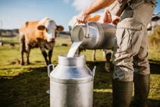 Full-fat milk is back and it could be healthier than oat, soya and low-fat alternatives