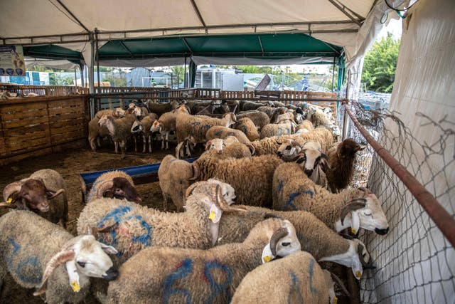 <p>King Mohammed VI of <a href="https://www.independent.co.uk/topic/morocco">Morocco</a> has urged citizens to forgo the traditional purchase of <a href="https://www.independent.co.uk/topic/sheep">sheep</a> for sacrifice </p>