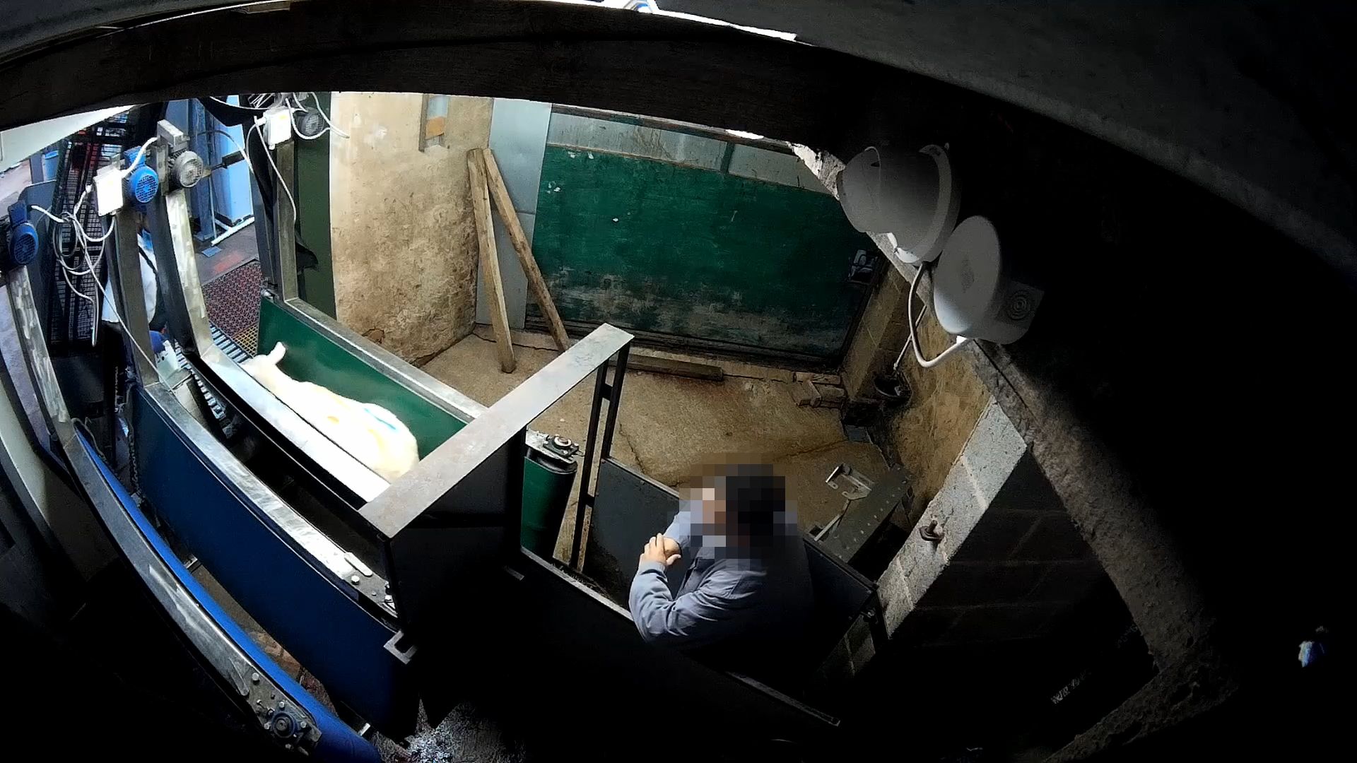 A sheep glued in the restraining area before slaughtered