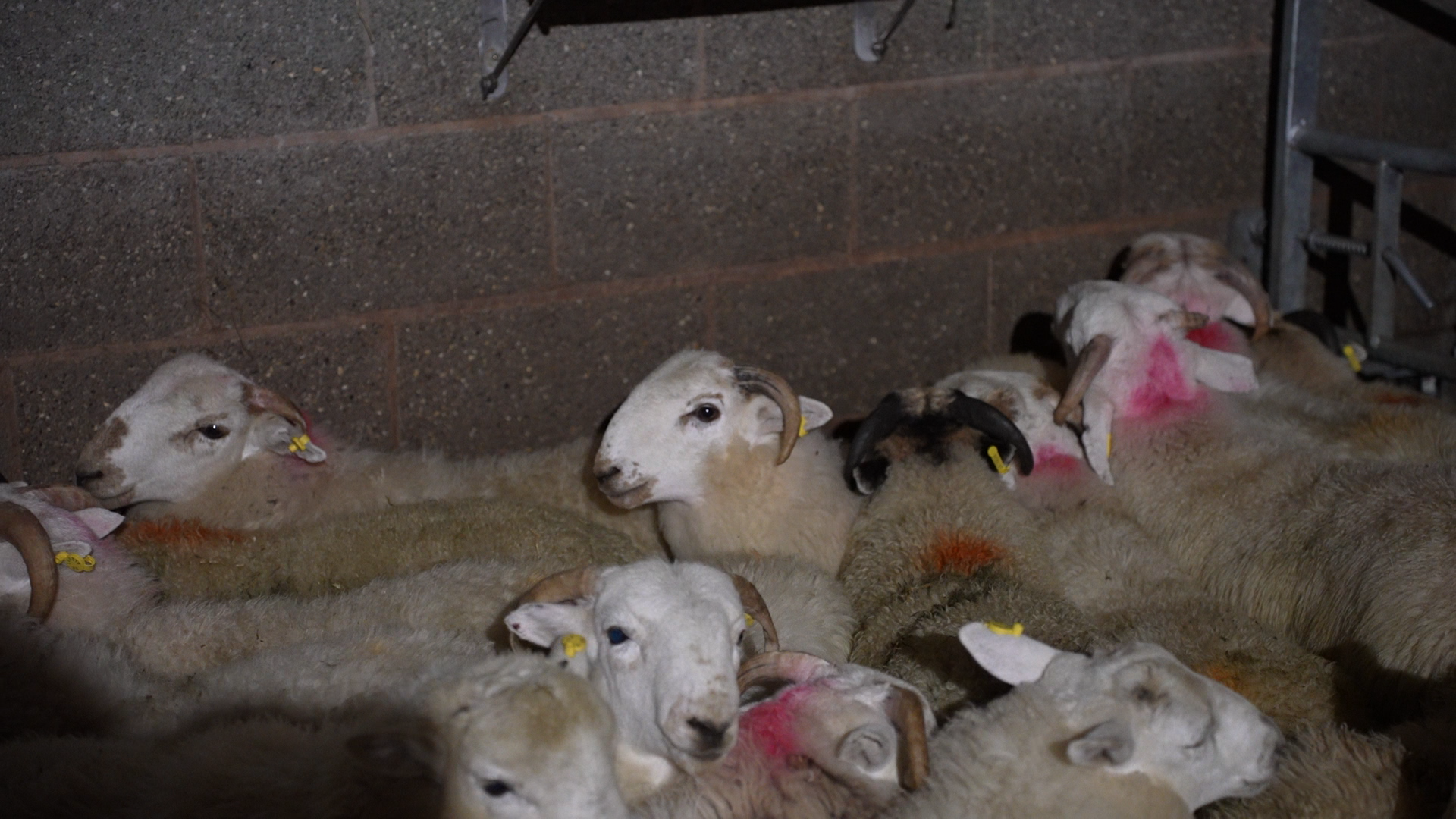 Sheep and even goats were filmed being subjected to horrific treatment