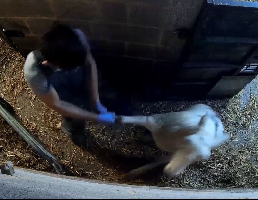 A worker struggling with a sheep roughly drags it by one leg