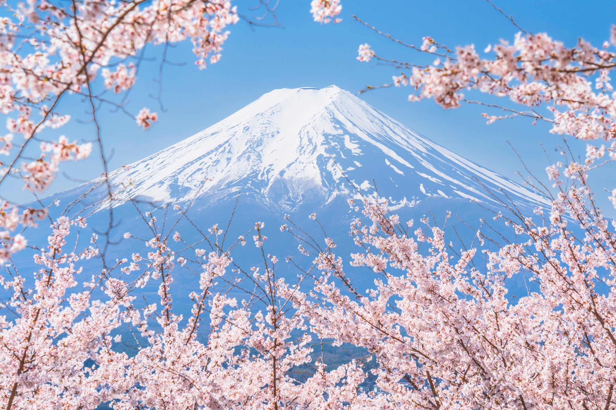 In Bloom: Fuji-Hakone-Izu National Park is an excellent location to appreciate Mount Fuji