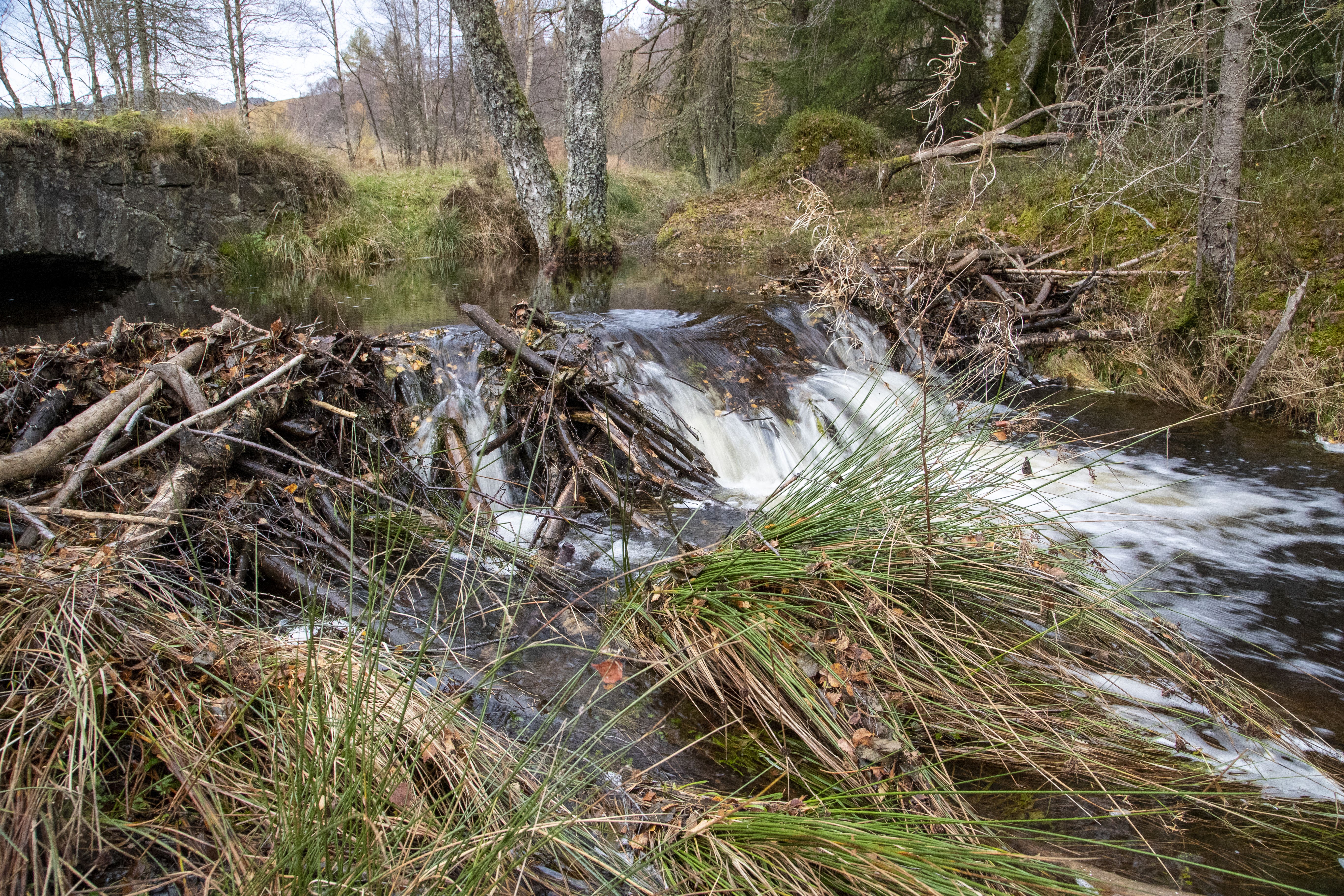 A beaver dam during a period of high flow (Joshua Glavin/Beaver Trust/PA)